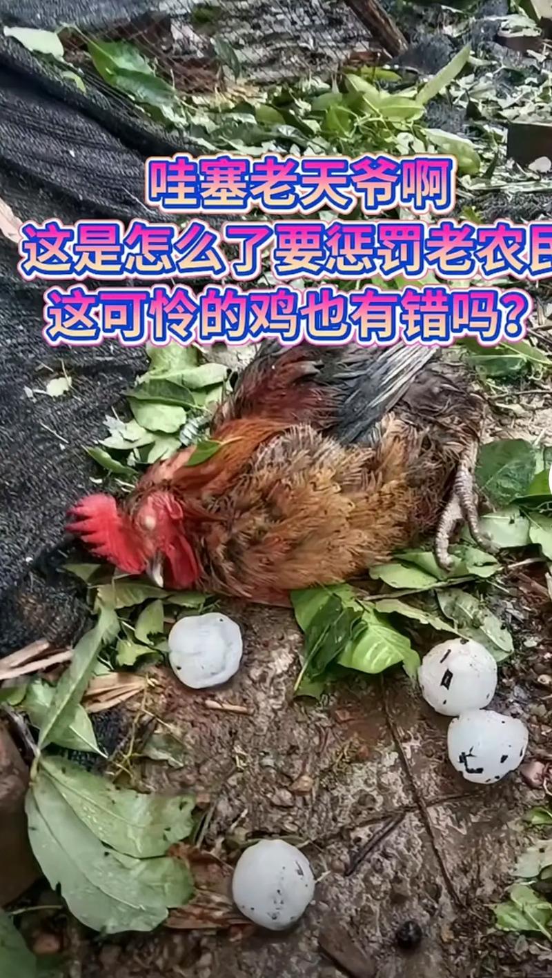 贵州一地突降冰雹,贵州一地突降冰雹 有人受伤鸡被砸死